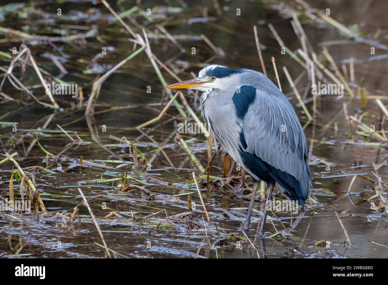 Grey Heron (Ardea cinerea), River Don, Grandholm, Aberdeen, Scozia Regno Unito Foto Stock