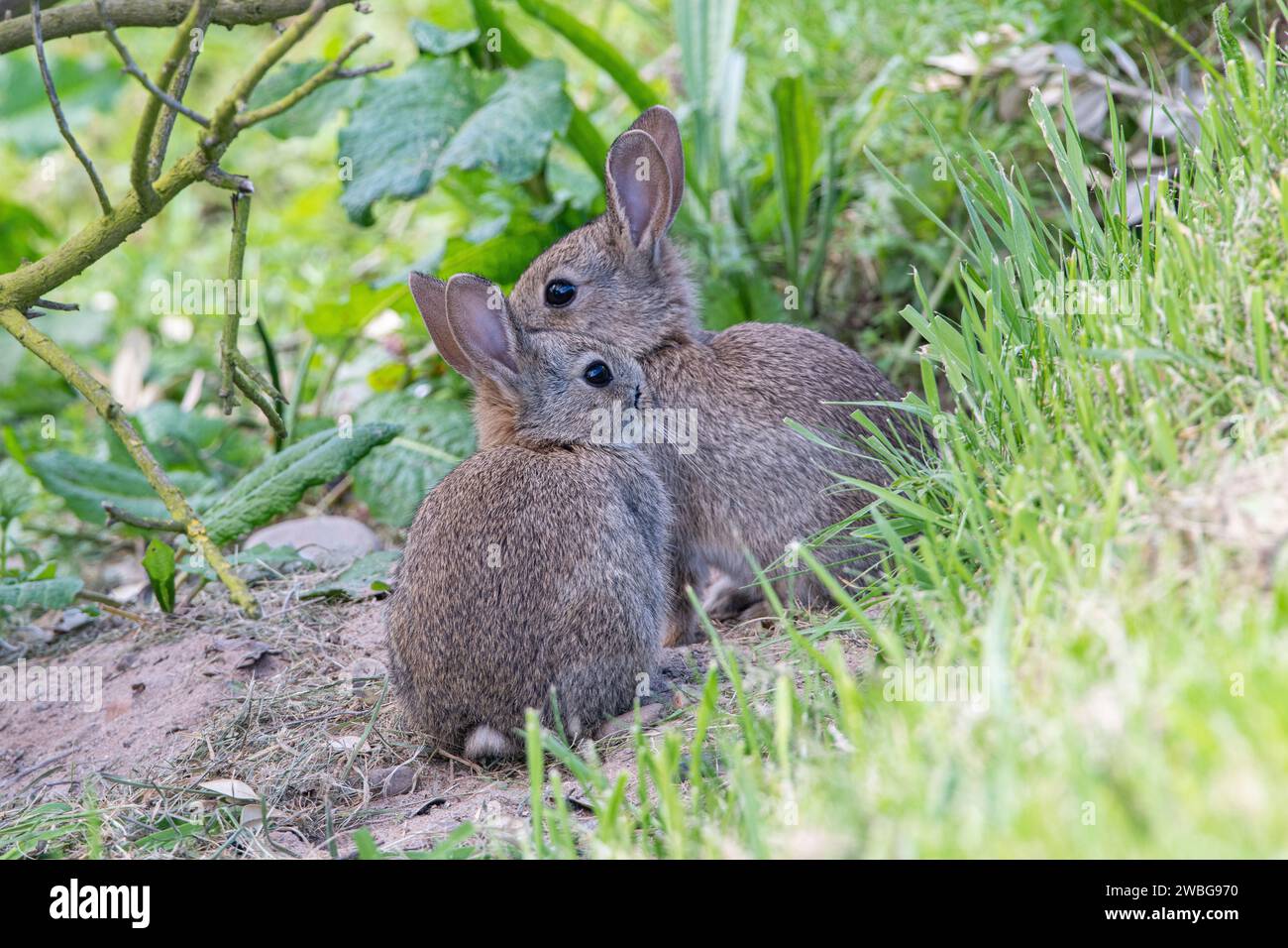 Giovani conigli (Oryctolagus cuniculus) Foto Stock