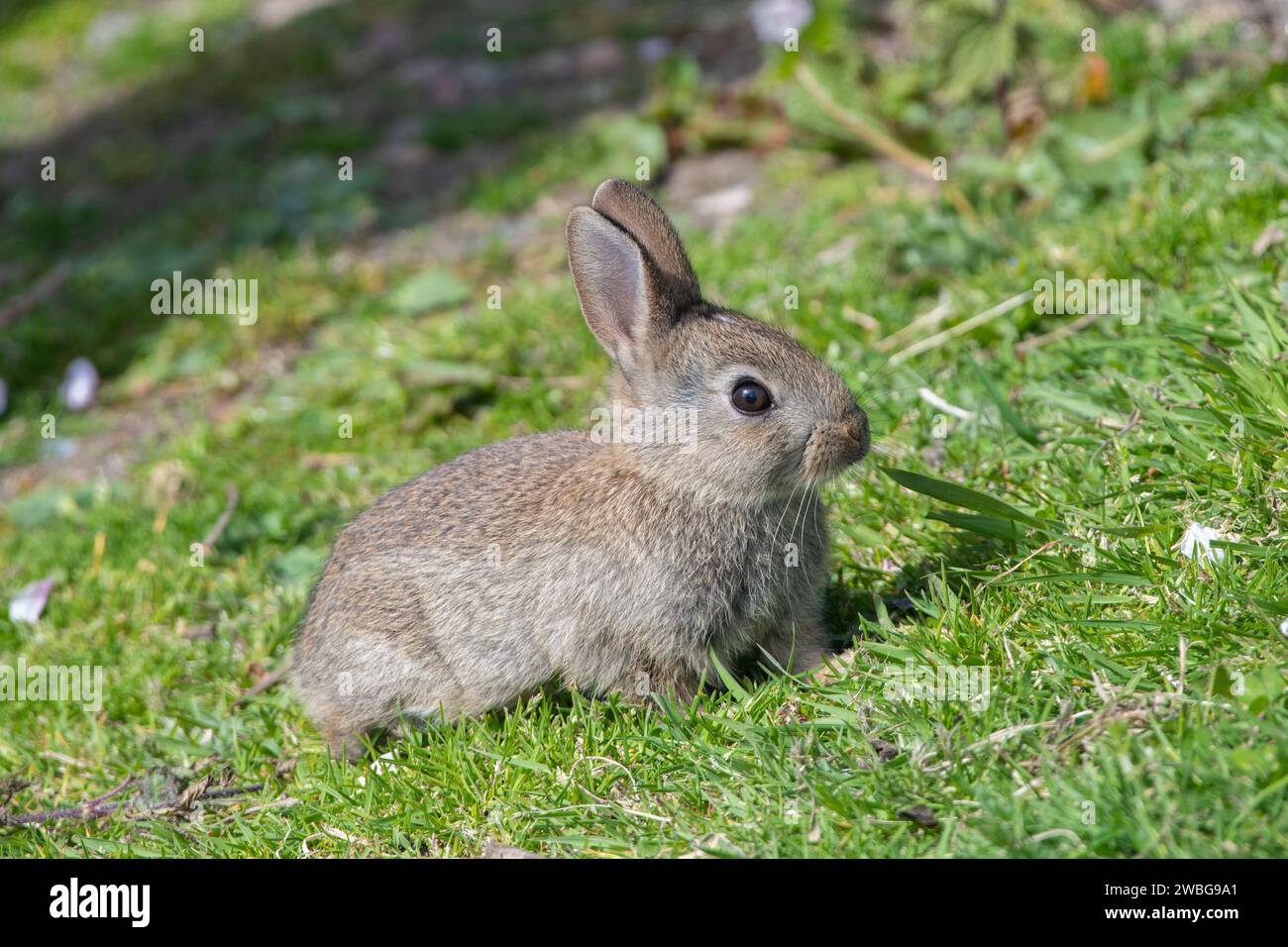 Coniglio giovane (oryctolagus cuniculus) Foto Stock