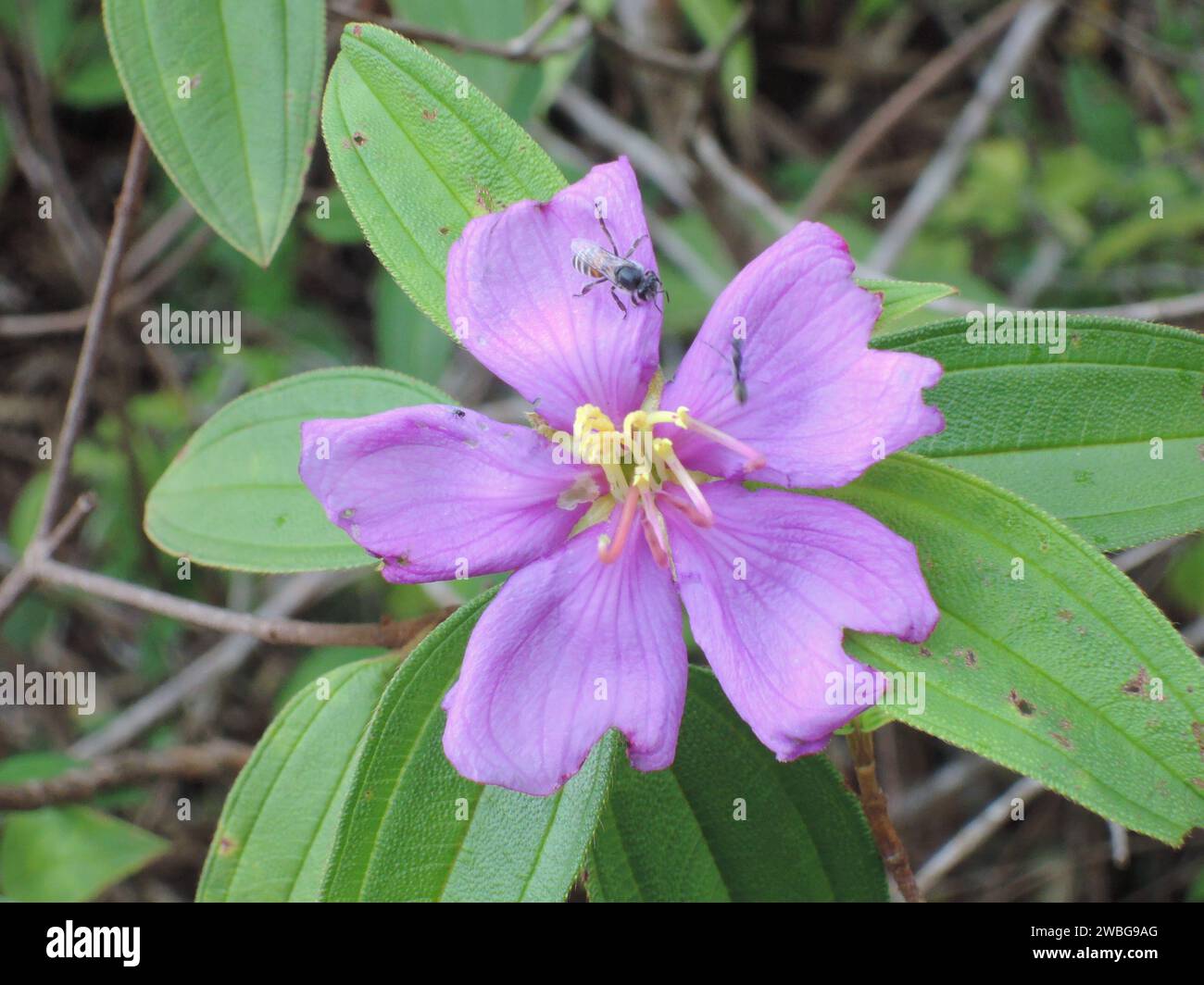Un insetto arroccato su un bellissimo fiore di colore viola Foto Stock