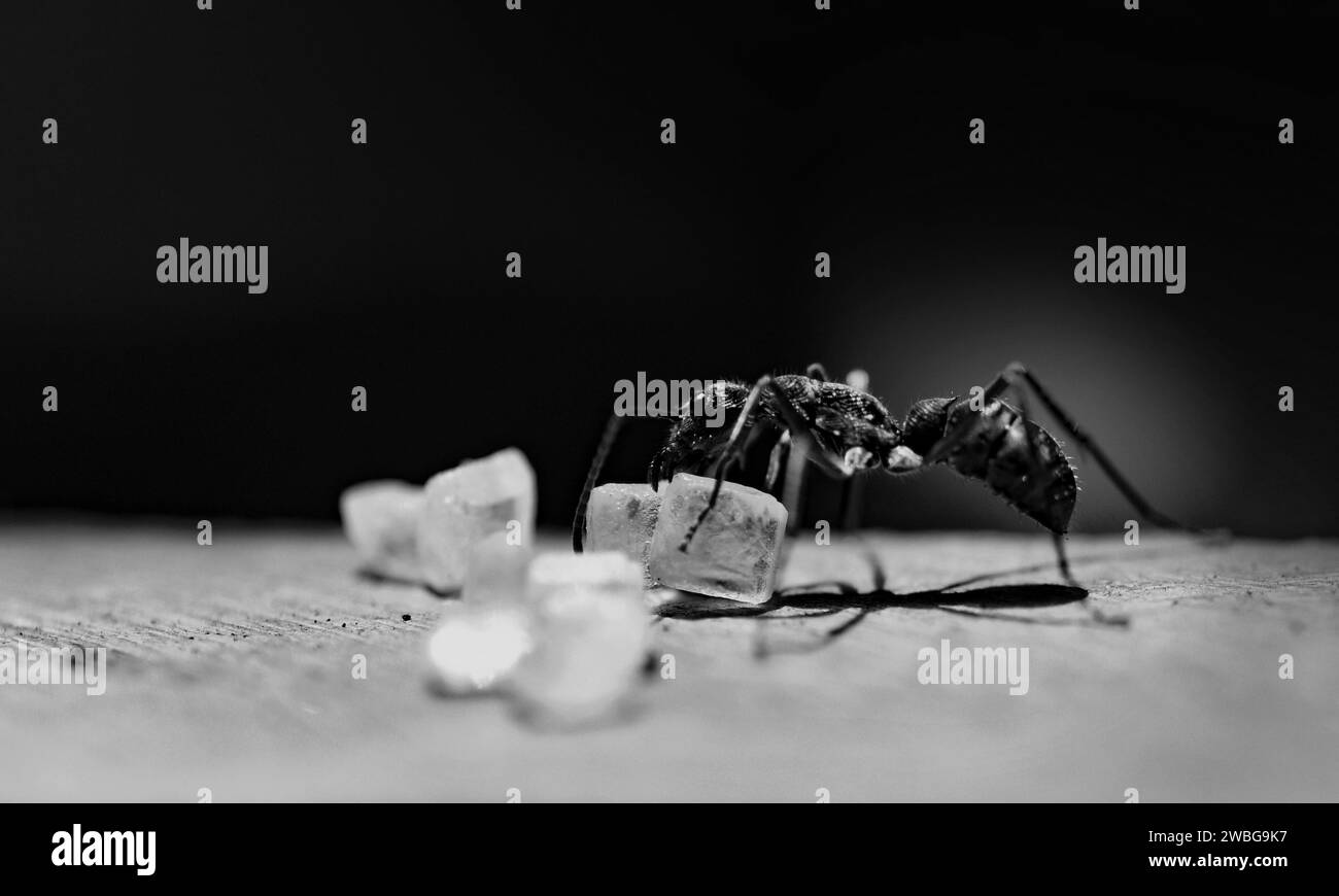 Foto macro di formica regina rossa, ritratto di colonia formiche, zoom ravvicinato in sezione di formiche nere e marroni con teste e gambe lucide Foto Stock