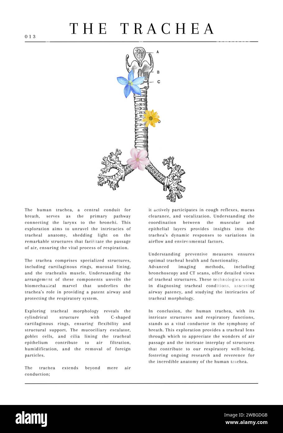 20 illustrazioni mediche anatomiche digitali con descrizione e fiori Foto Stock
