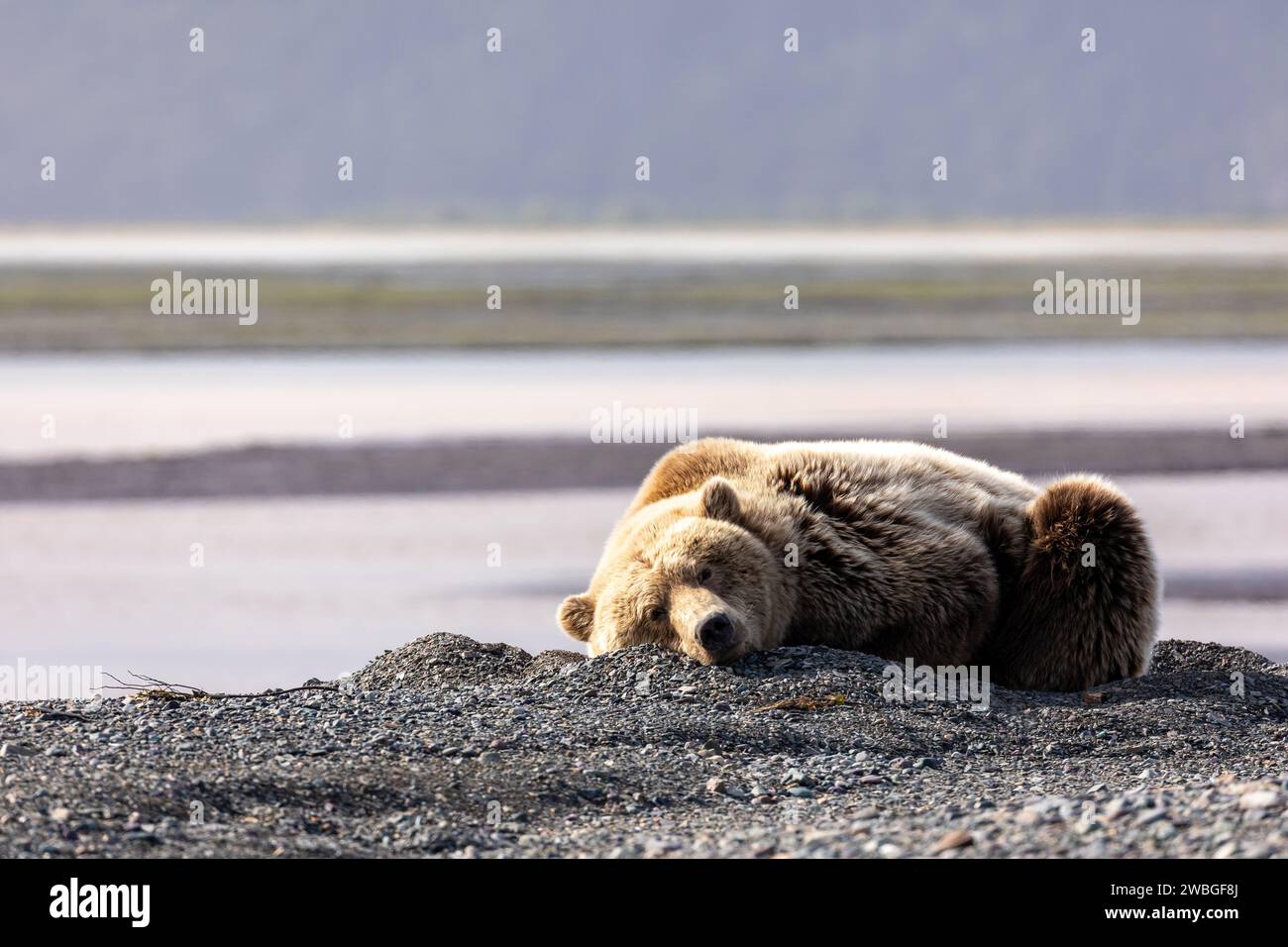 Orso grizzly adulto, Ursus arctos horribilis, che riposa sulla spiaggia di sabbia nera nella riserva nazionale del lago Clark Foto Stock