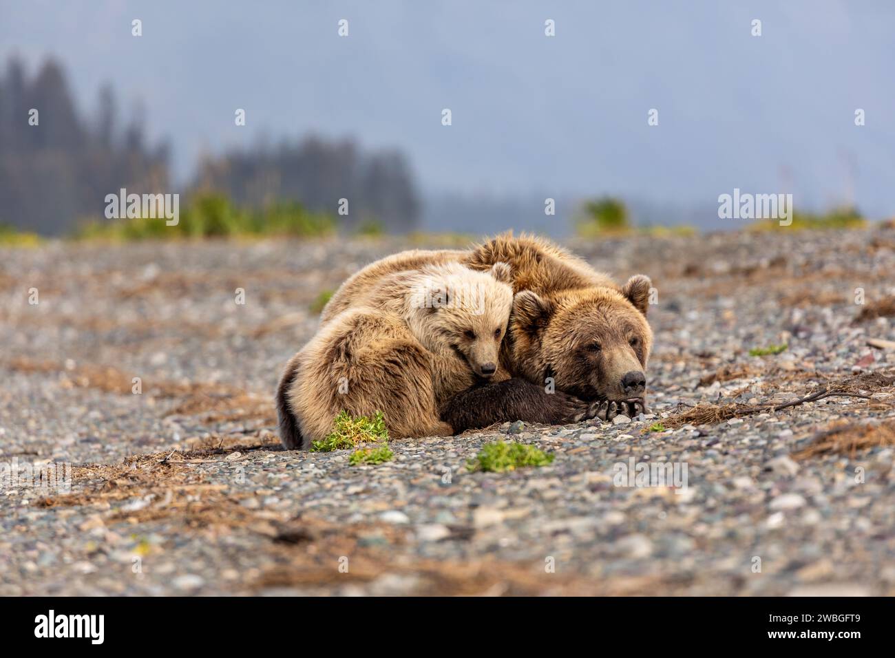 Orso e cucciolo di madre grizzly, Ursus arctos horribilis, si riuniscono insieme sulla riva rocciosa del fiume. Foto Stock