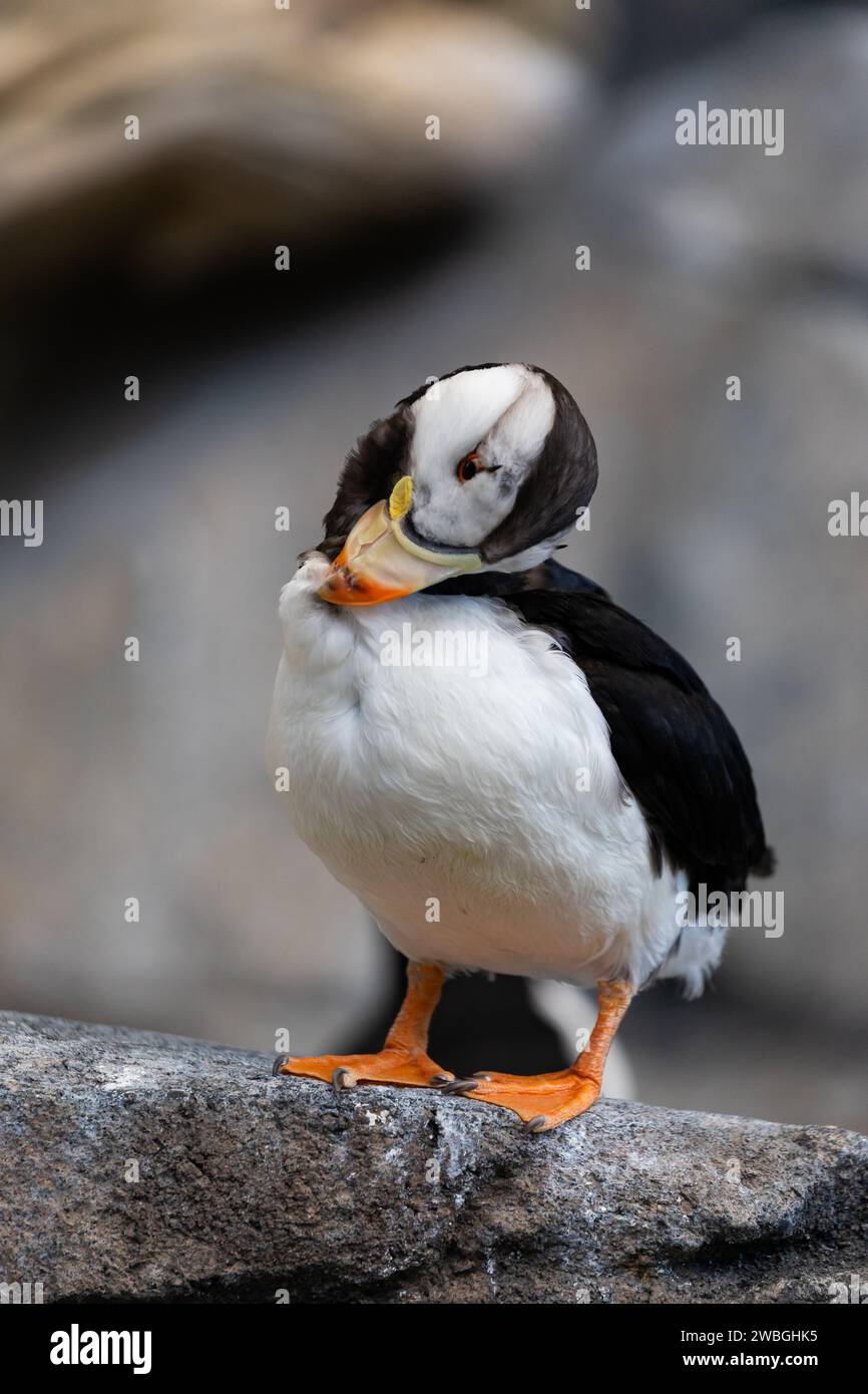Una puffin corna si erge su una roccia, preparando le sue piume. Foto Stock