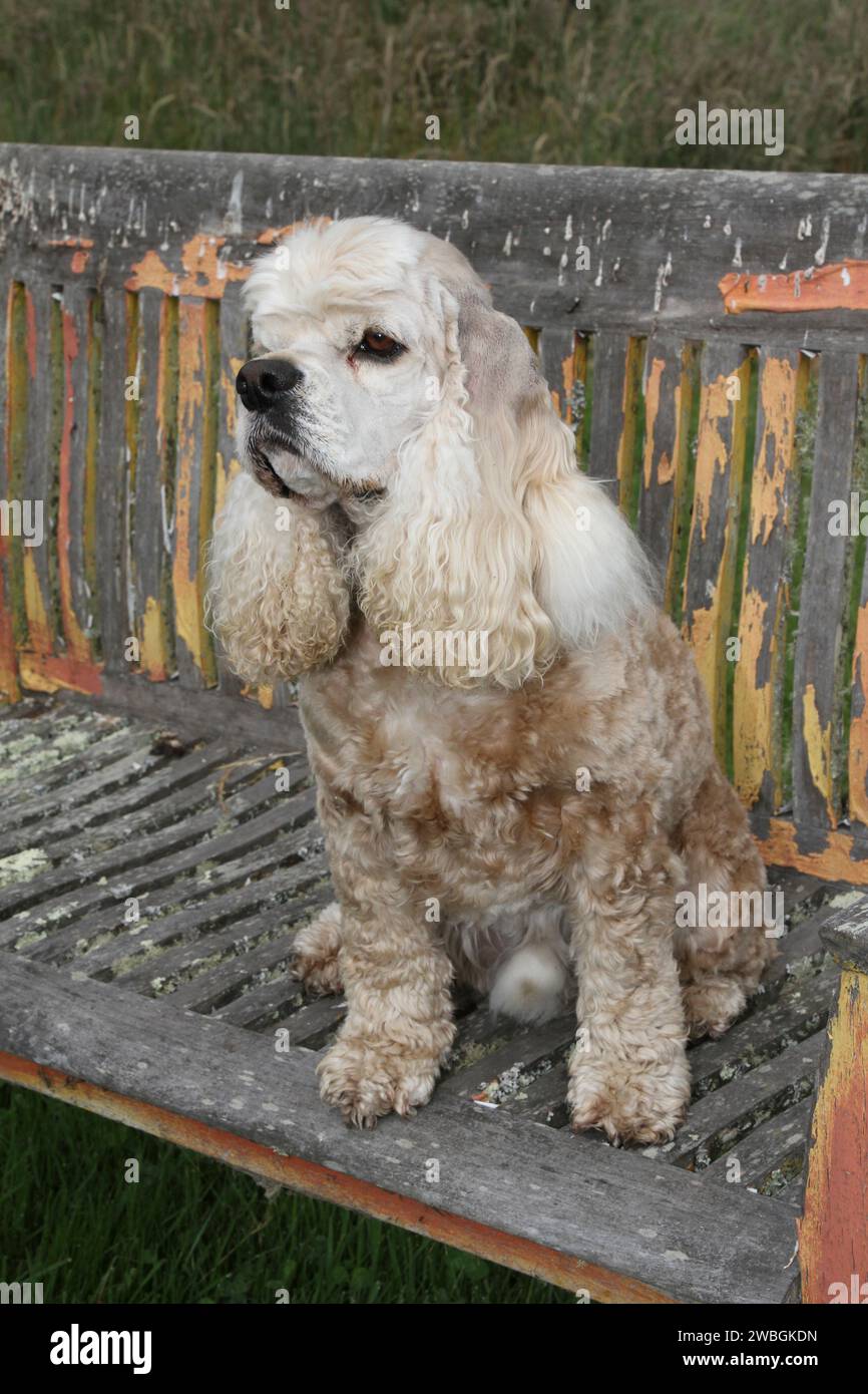 Cocker Spaniel seduto su una vecchia panca di vernice Foto Stock