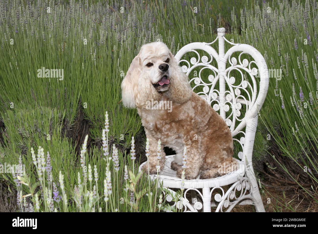 Cocker Spaniel seduto su una sedia nei campi di lavanda. Foto Stock
