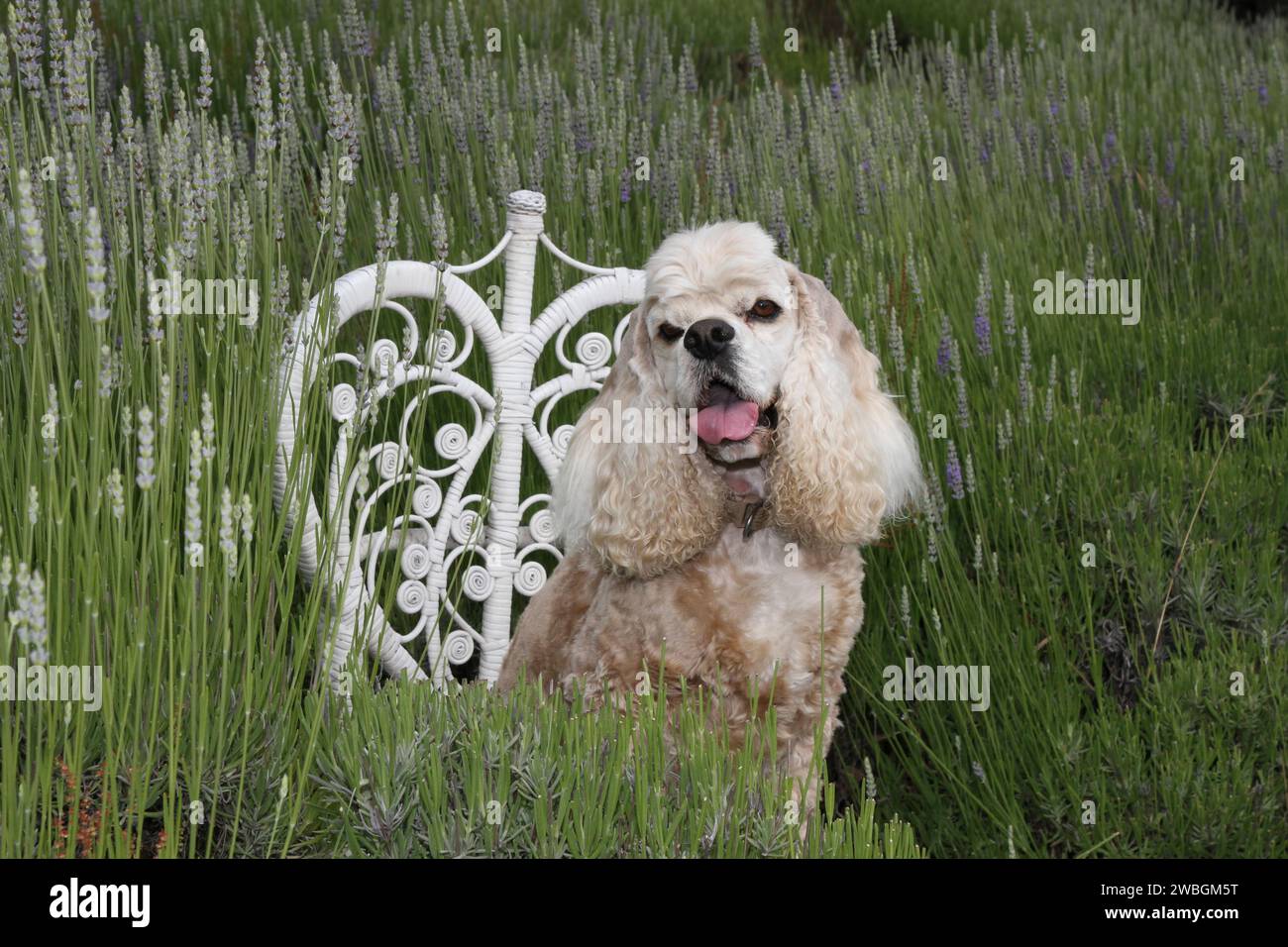 Ritratto di Cocker Spaniel seduto su una sedia nei campi di lavanda. Foto Stock