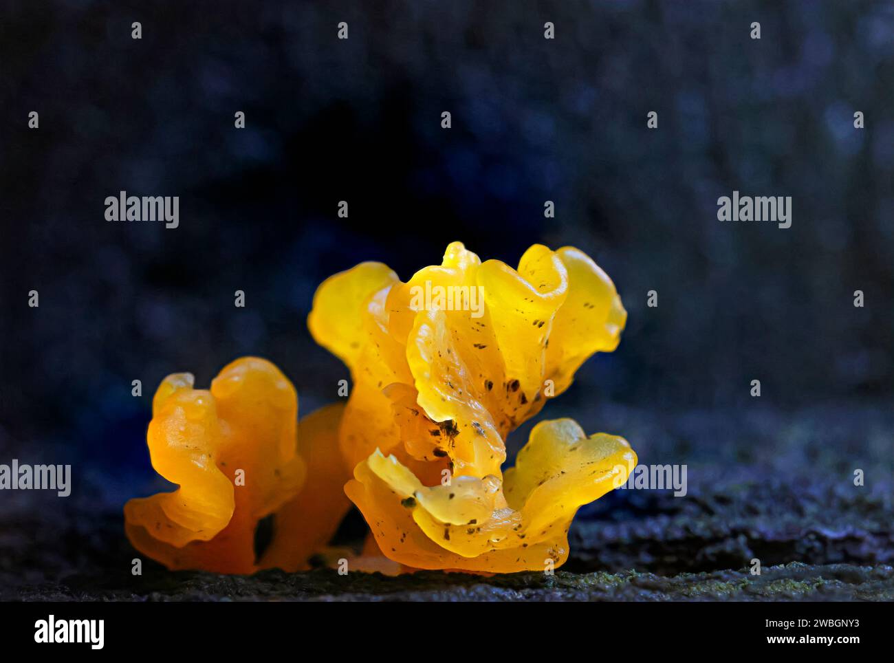 Bellissime immagini naturali espresse per amore d'arte. Foto Stock