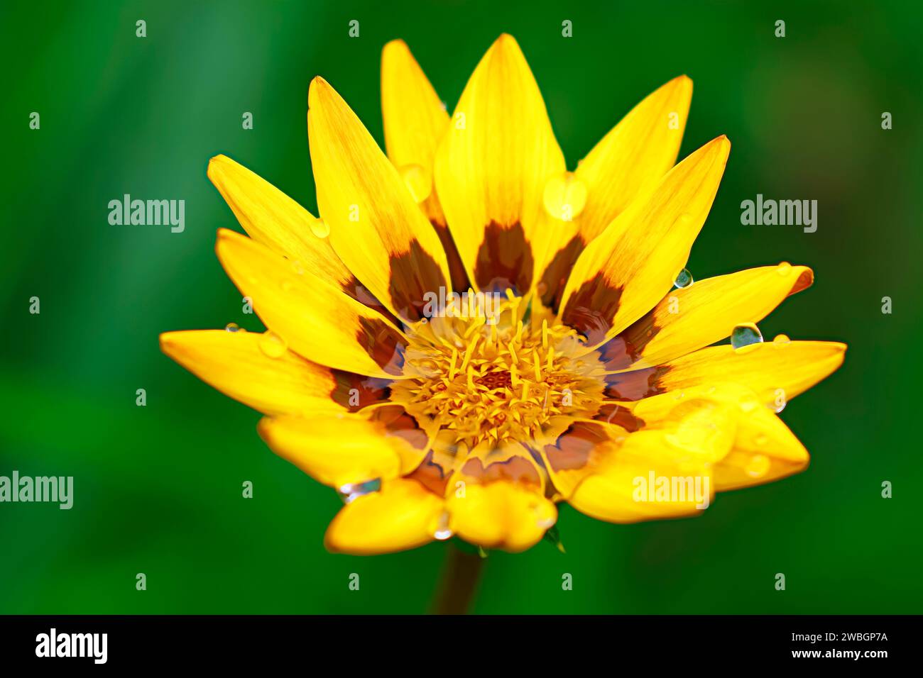 Bellissime immagini naturali espresse di bellissimi fiori di margherita gialli sotto la pioggia, per amore d'arte. Foto Stock