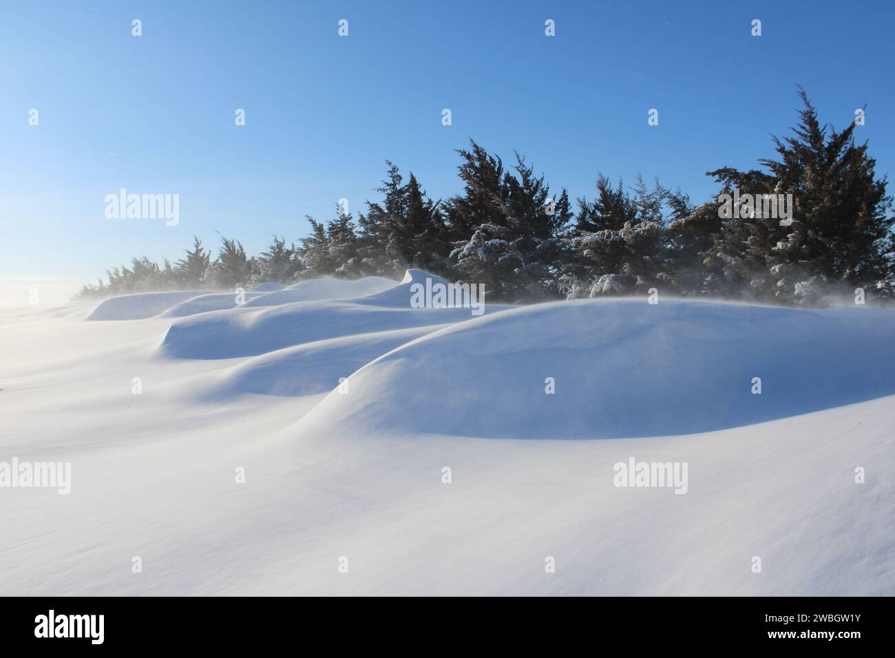 Neve che soffia accanto ai pini. L'Oceano del Midwest a gennaio Foto Stock