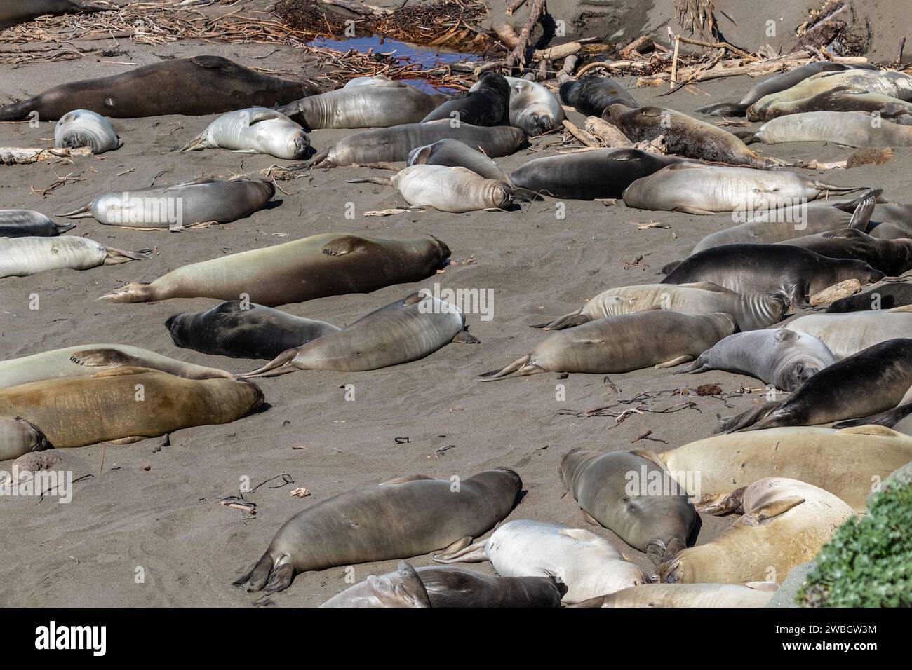 Foche elefanti (Mirounga angustirostris) sulla spiaggia, appena a nord di Cambria California. Foto Stock