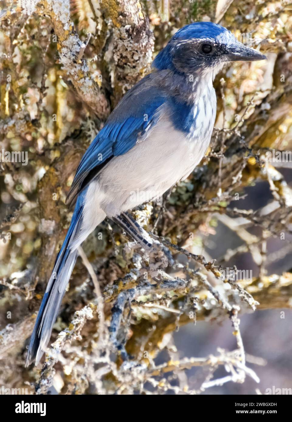 California Scrub Jay adulti al Garland Ranch Regional Park, contea di Monterey, California. Foto Stock