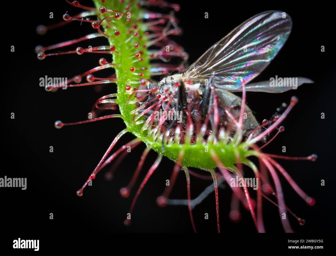La pianta carnivora Sundew Drosera capensis lascia la mosca catturata da vicino Foto Stock