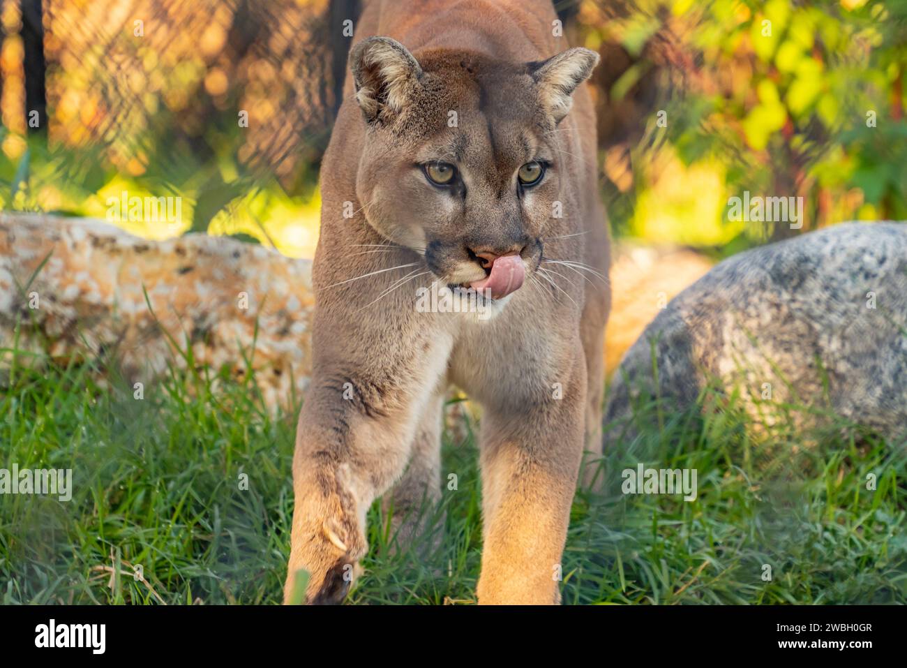 Un puma nello zoo di Assiniboine Park, Winnipeg, Canada Foto Stock