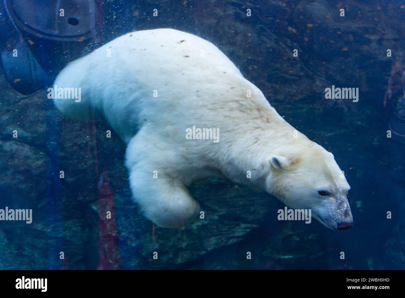 Orso polare nello zoo di Assiniboine Park, Winnipeg, Canada Foto Stock