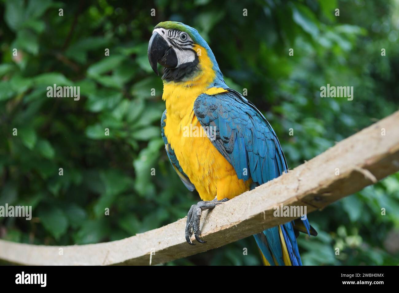 Uccello giallo e azzurro nella regione settentrionale del Brasile. Foto Stock
