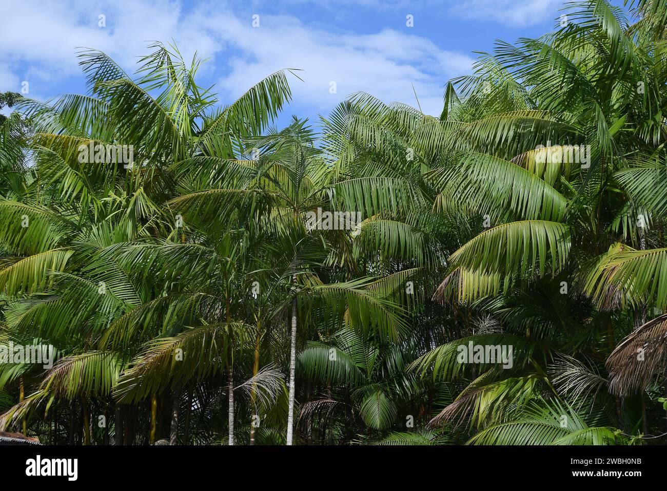 Alberi di açaí nella regione settentrionale del Brasile. Foto Stock