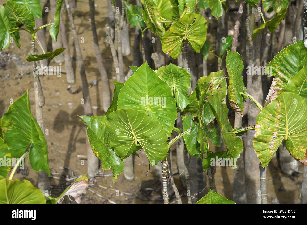 Jarilândia, Amapá, Brasile, 12 novembre 2022. Vegetazione vicino al fiume Jari, situata nella regione settentrionale del Brasile. Foto Stock