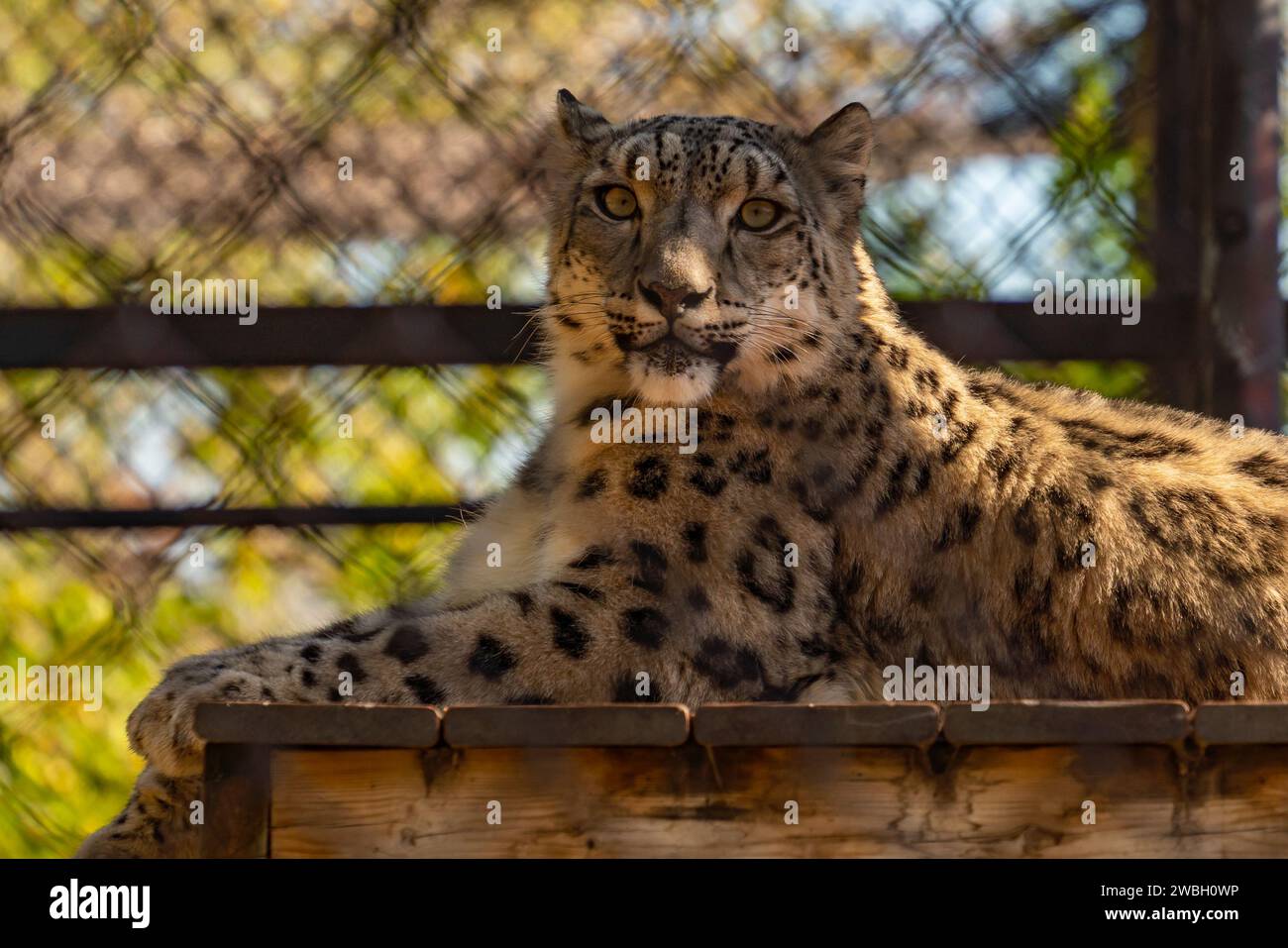 Un leopardo che riposa nell'Assiniboine Park Zoo, Winnipeg, Canada Foto Stock