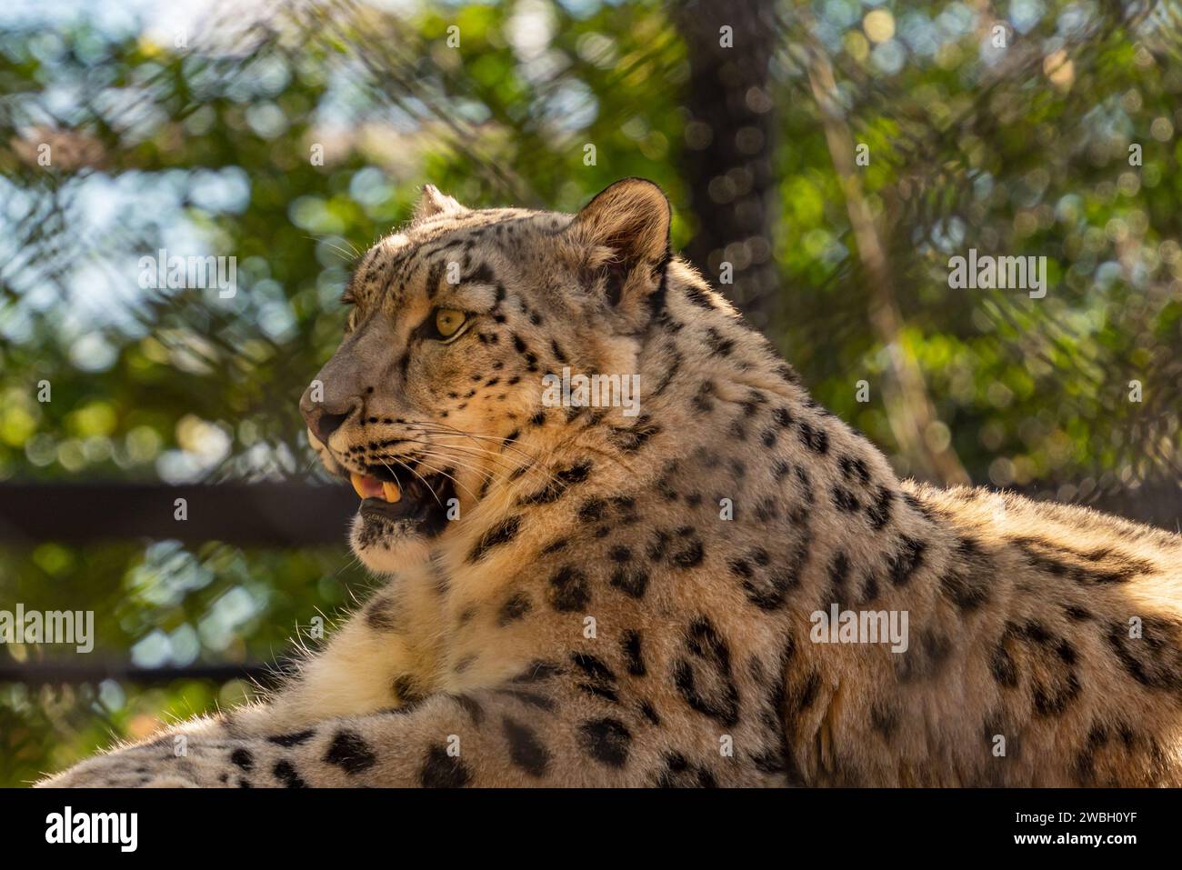 Un leopardo che riposa nell'Assiniboine Park Zoo, Winnipeg, Canada Foto Stock