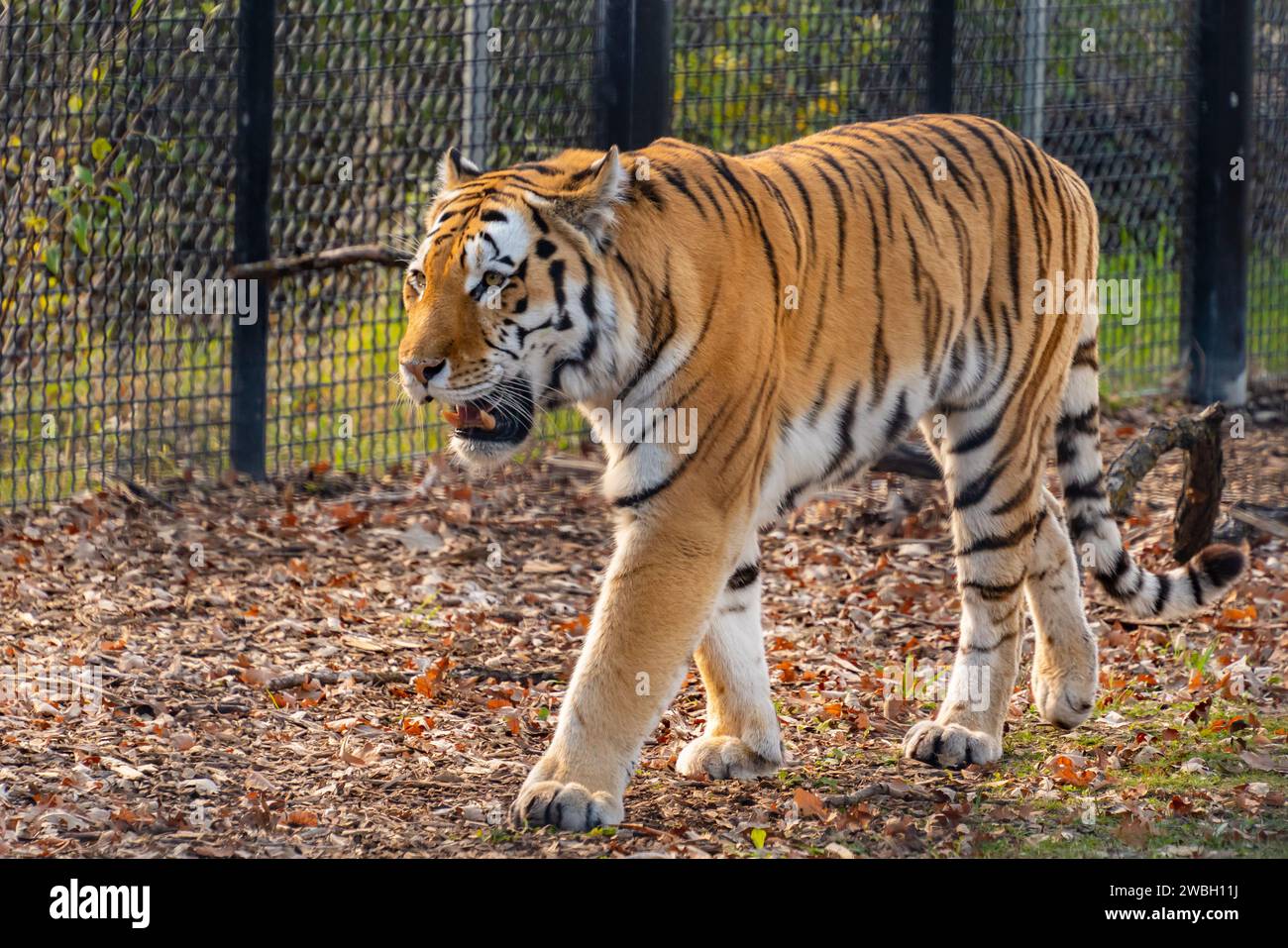 Una tigre che cammina nell'Assiniboine Park Zoo, Winnipeg, Canada Foto Stock