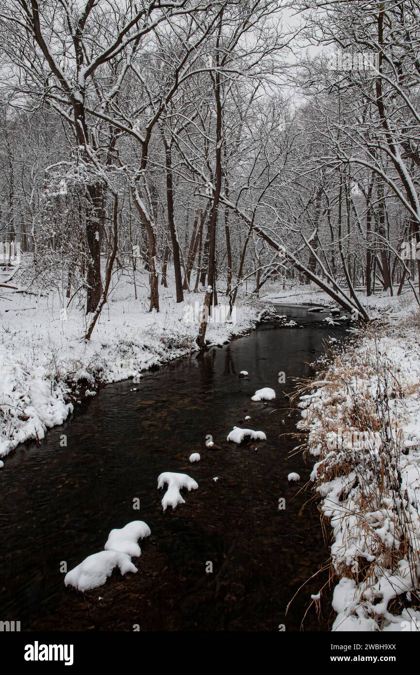 Neve fresca ha coperto i rami e il fondo della foresta lungo Hammel Creek, Hammel Woods Forest Preserve, Will County, Ilinois Foto Stock