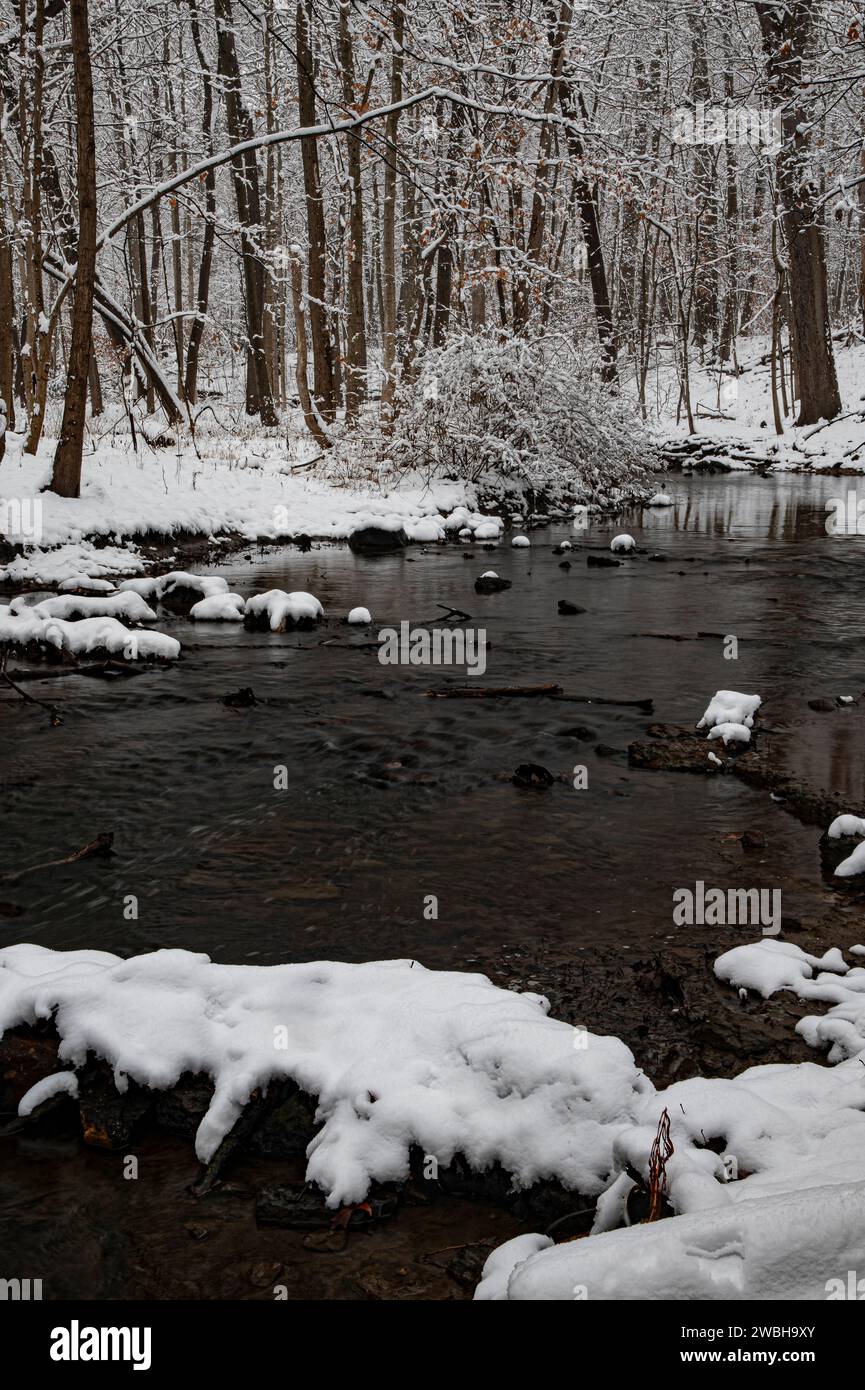 Neve fresca copre alberi e arbusti nella foresta lungo Hammel Creek, Hammel Woods Forest Preserve, Will County, Ilinois Foto Stock