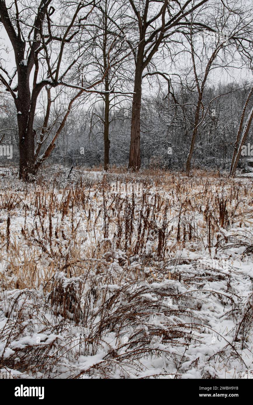 La neve fresca è caduta su un terreno disturbato (da una rimozione di fuoriuscite nel fiume appena oltre questa scena) dove molte piante non autoctone hanno colonizzato Foto Stock