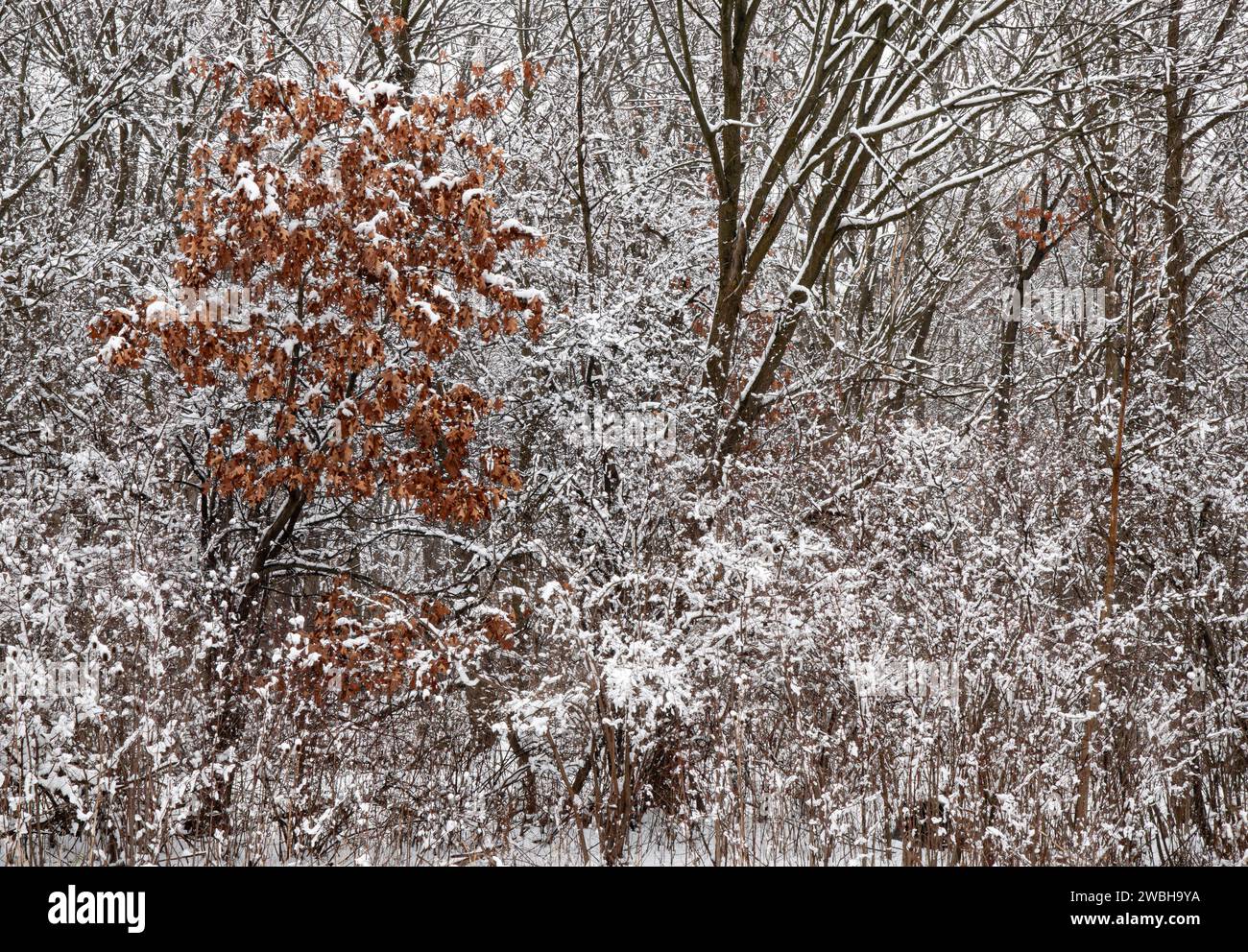 La neve fresca ha spolverato i rami della foresta con una quercia singolare che non ha ancora lasciato cadere le sue foglie spicca tra gli altri, Hammel Woods for Foto Stock