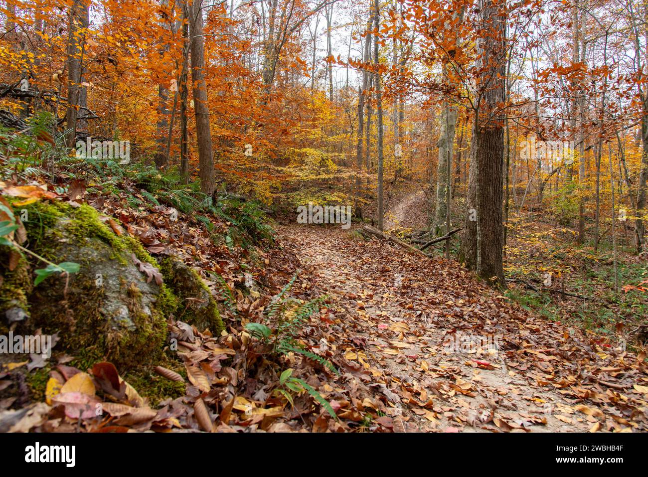 Serpeggiante sentiero boschivo attraverso colorate foreste decidue miste nel tardo autunno; Roswell, North Georgia, Stati Uniti Foto Stock