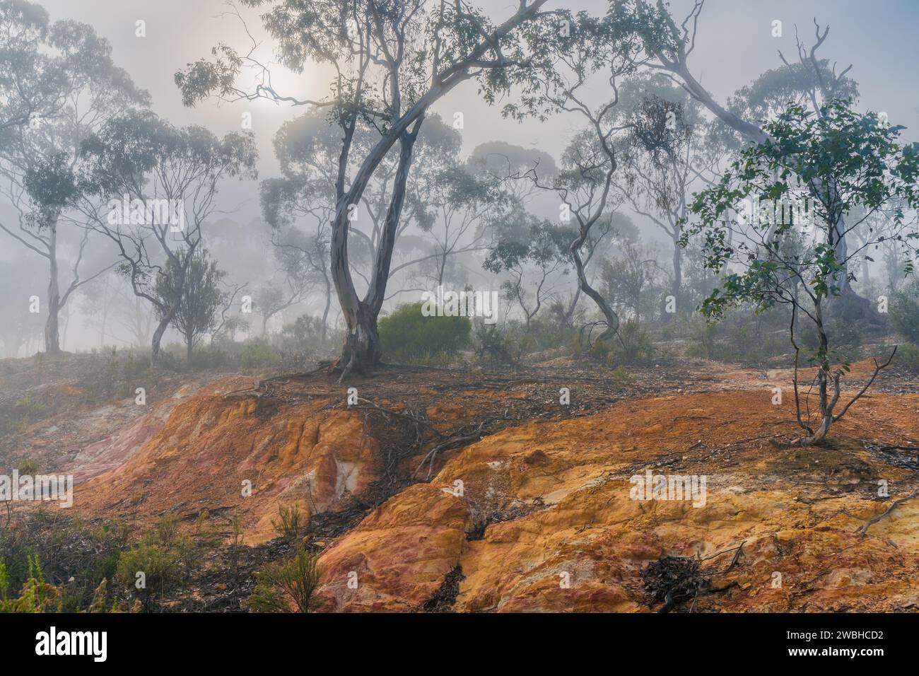 Una scena di Bush australiano con il sole che sfonda la nebbia intorno agli alberi di gomma a Campbell's Creek nel Victoria centrale, Australia. Foto Stock