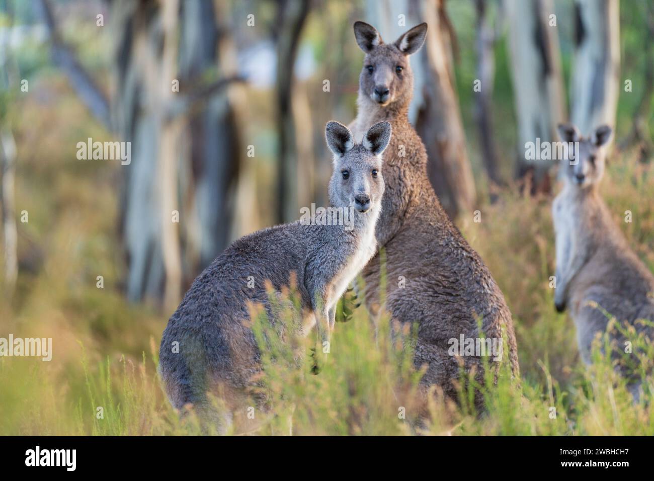 Eastern Grey Kangaroos in un ambiente boschivo a Campbell's Creek nel Victoria centrale, Australia. Foto Stock