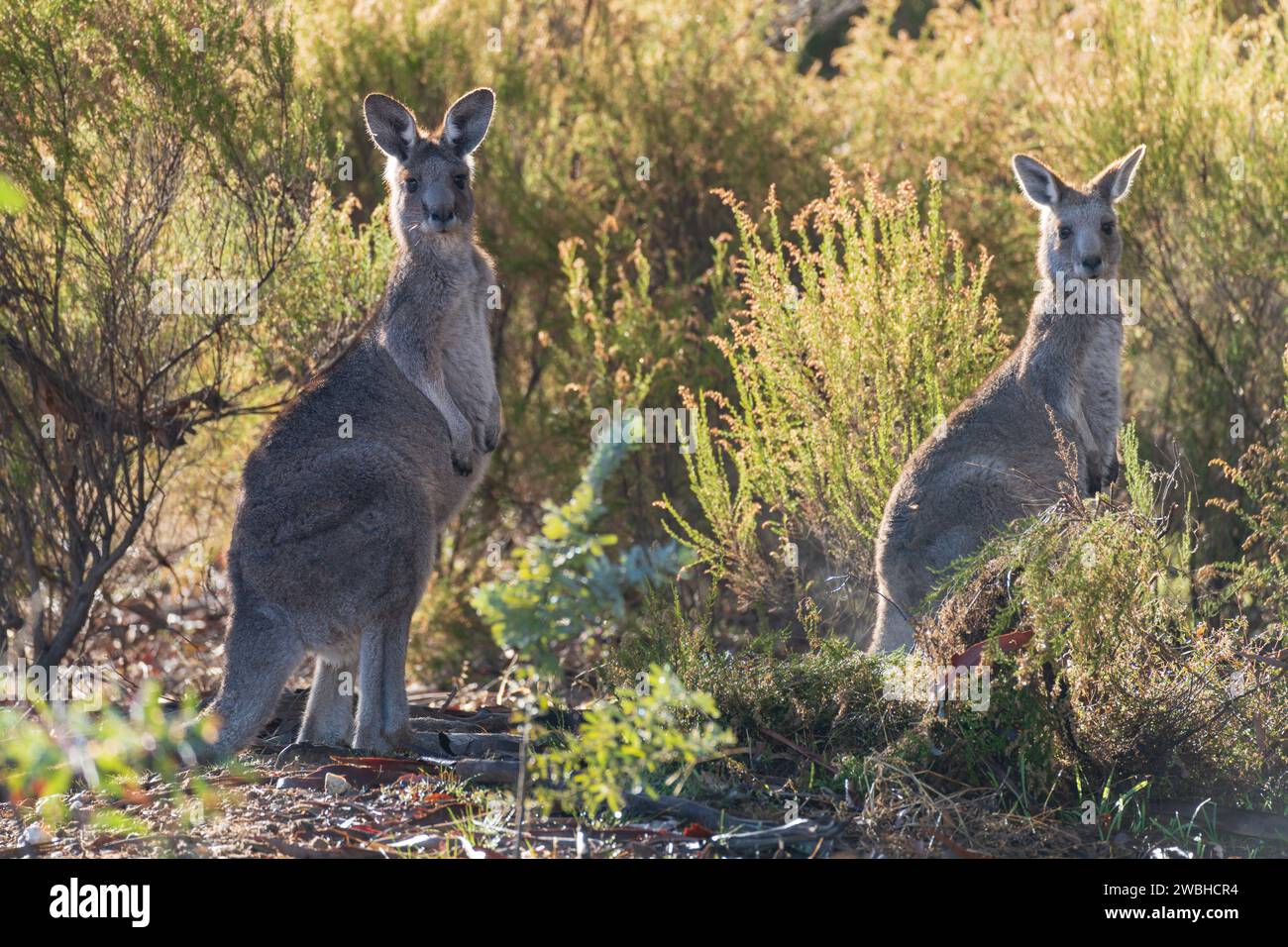 Eastern Grey Kangaroos in un ambiente boschivo a Campbell's Creek nel Victoria centrale, Australia. Foto Stock