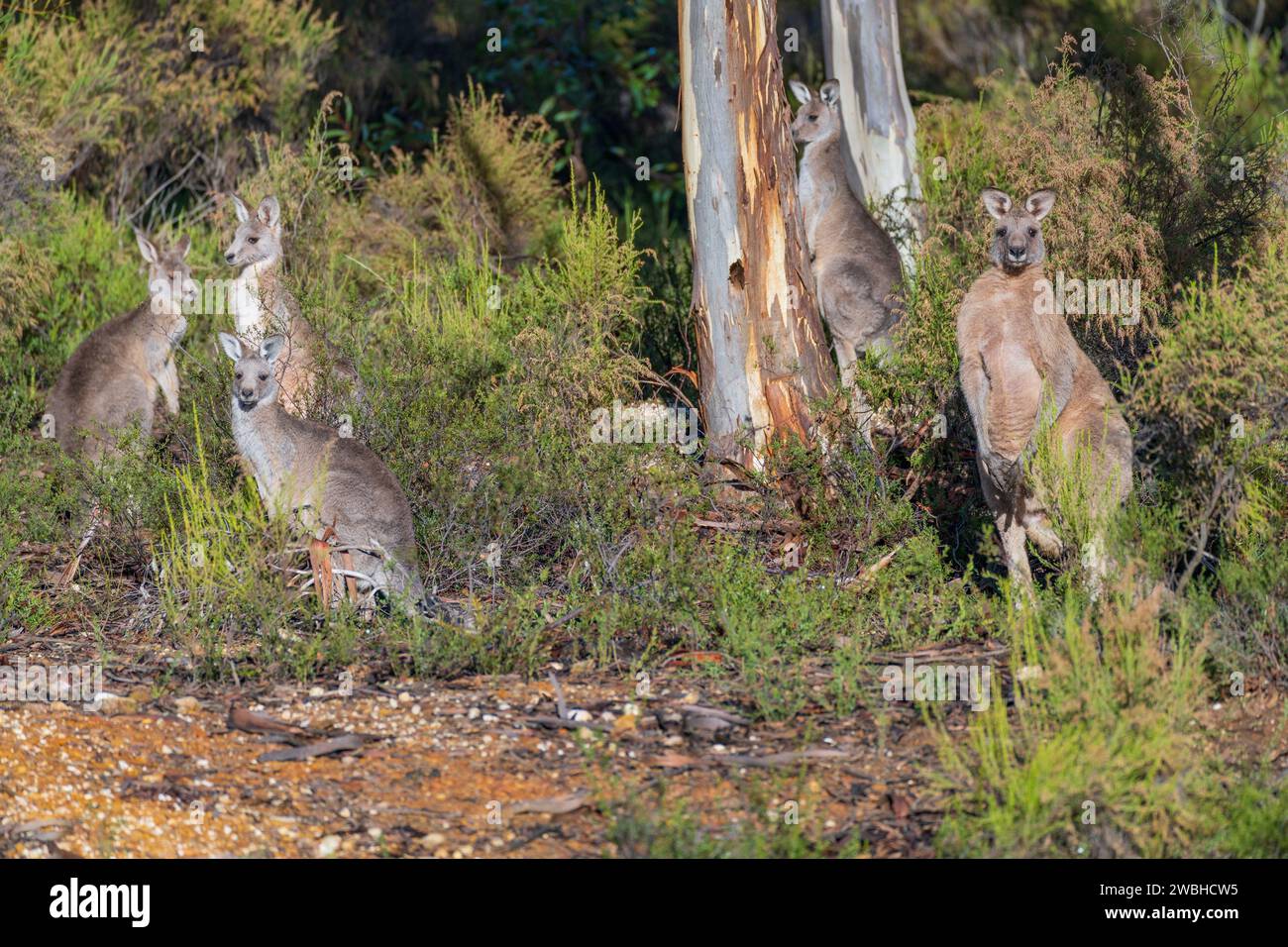 Eastern Grey Kangaroos in un ambiente boschivo a Campbell's Creek nel Victoria centrale, Australia. Foto Stock