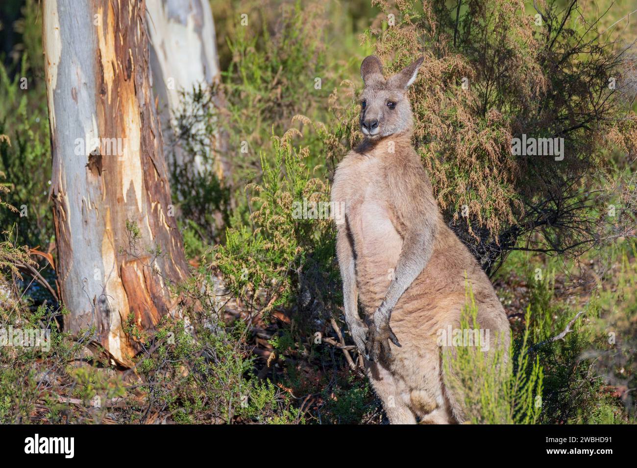 Un grande canguro grigio orientale maschio in un ambiente boschivo a Campbell's Creek nel Victoria centrale, Australia. Foto Stock