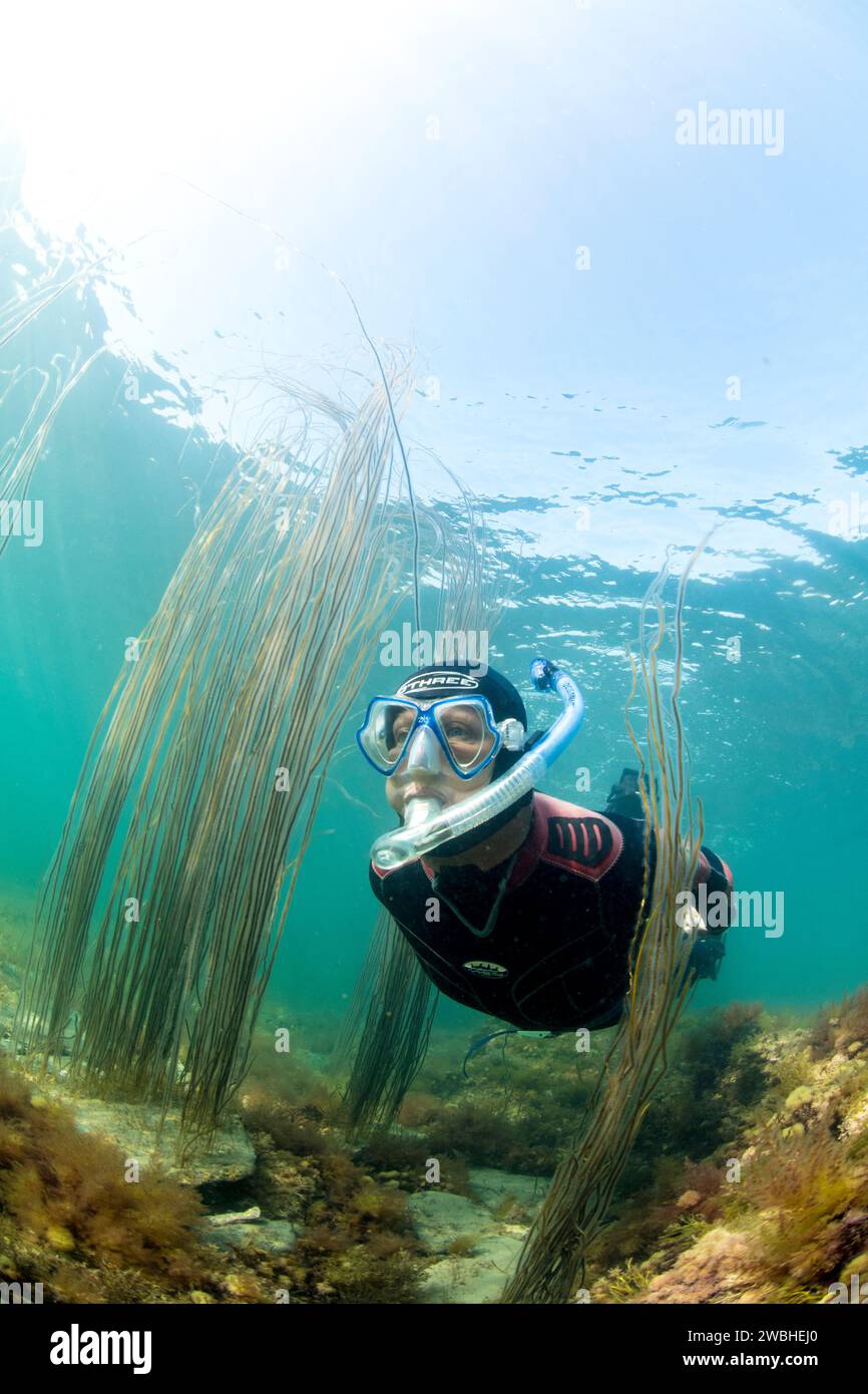 Snorkeling nella baia di Kimmeridge Foto Stock