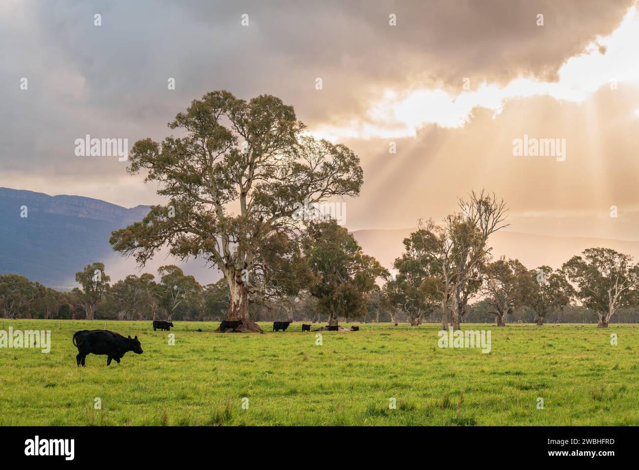 Mucche che pascolano in un caseificio nella campagna di Victoria al tramonto dopo la pioggia, in Australia Foto Stock
