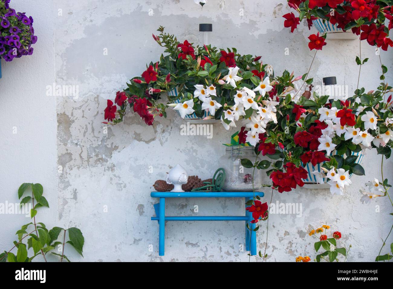 Fiori luminosi su pareti bianche. Esterno rustico sul retro. Decorazioni all'aperto in un villaggio italiano. Fiori bianchi e rossi in pentole sul muro. Foto Stock