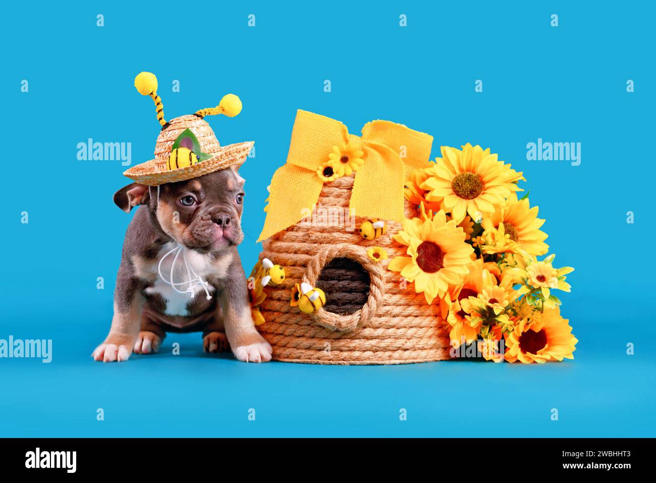 Cucciolo di cane Bulldog francese blu abbronzante che indossa un cappello di paglia estivo con le corna d'ape accanto all'alveare e fiori su sfondo blu Foto Stock