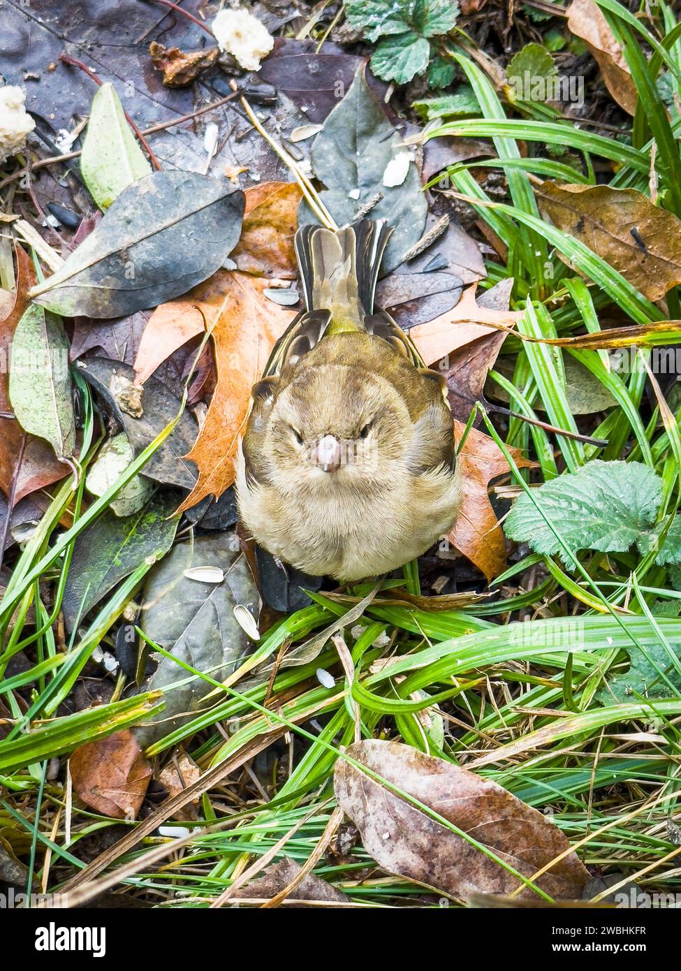 Czech Society for Ornithology (CSO) organizza il sesto conteggio annuale degli uccelli sugli alimentatori, 5 gennaio 2024. Nella foto la femmina Common Chaffinch, p. Foto Stock