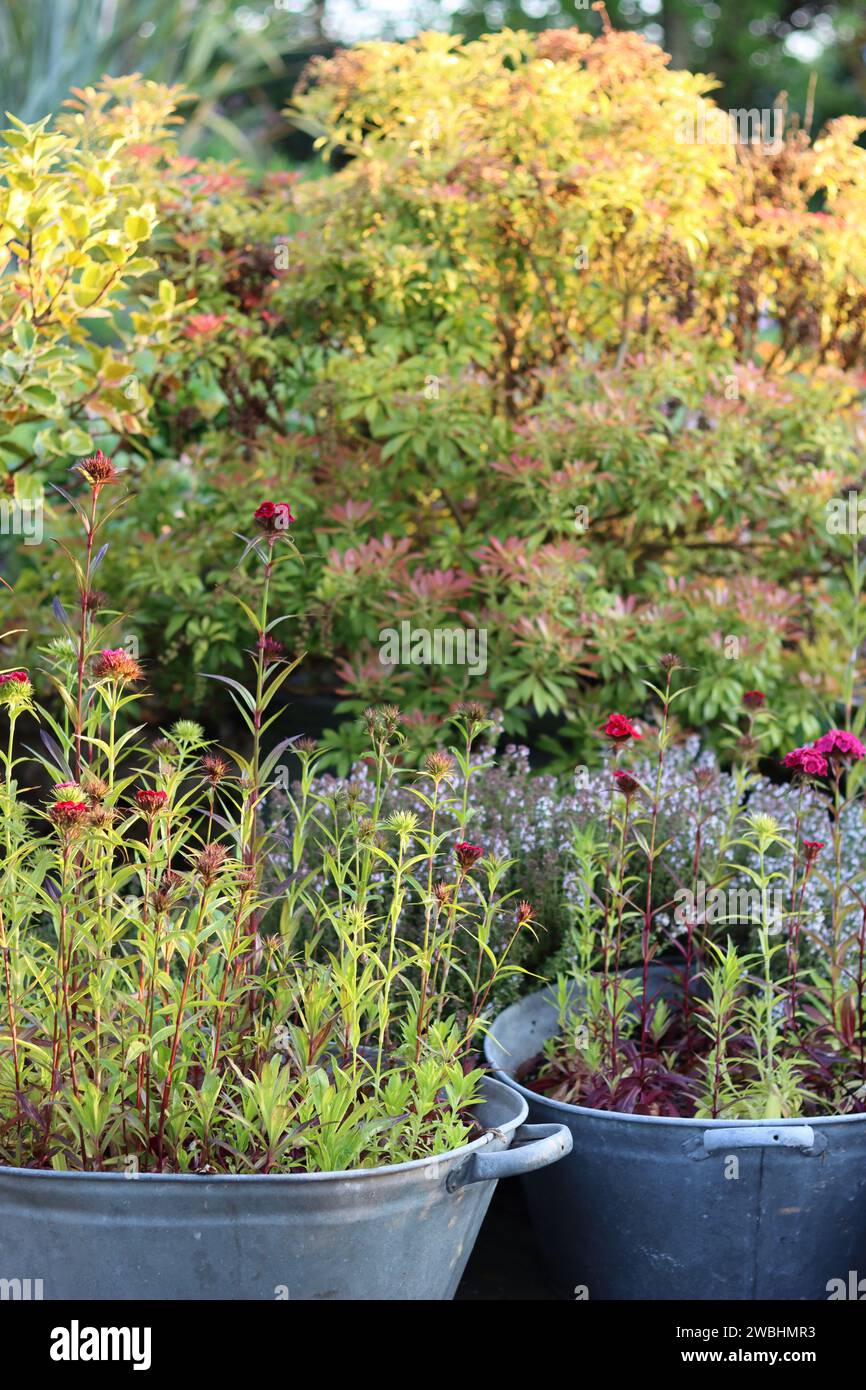 Vasche da bagno galvanizzate d'epoca utilizzate come contenitori di piante, riempite di fiori di dianthus, circondate da fioriere su un patio Foto Stock