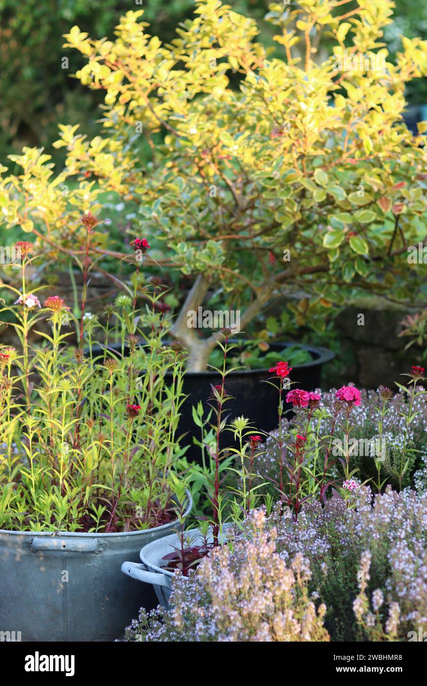 Vasche da bagno galvanizzate d'epoca utilizzate come contenitori di piante, riempite di fiori di dianthus, circondate da fioriere su un patio Foto Stock