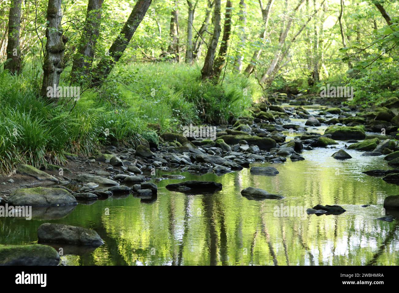 Vista lungo un tranquillo fiume boschivo con un letto roccioso poco profondo, con riflessi verdi nell'acqua morta Foto Stock