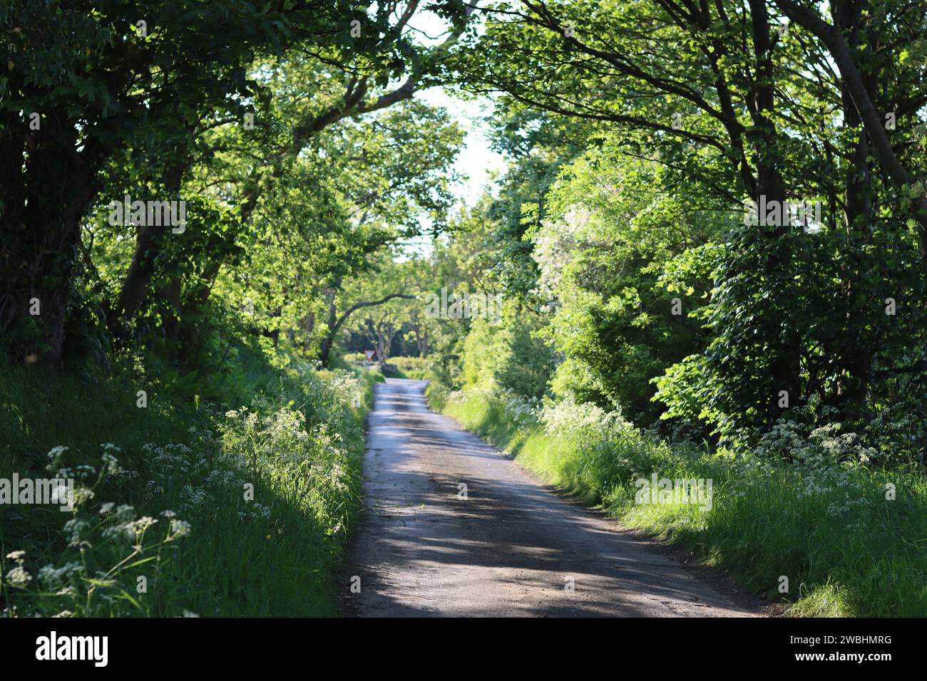 Tranquilla strada di campagna circondata da vergini di fiori selvatici e alberi a strapiombo, immersa nella luce del sole Foto Stock