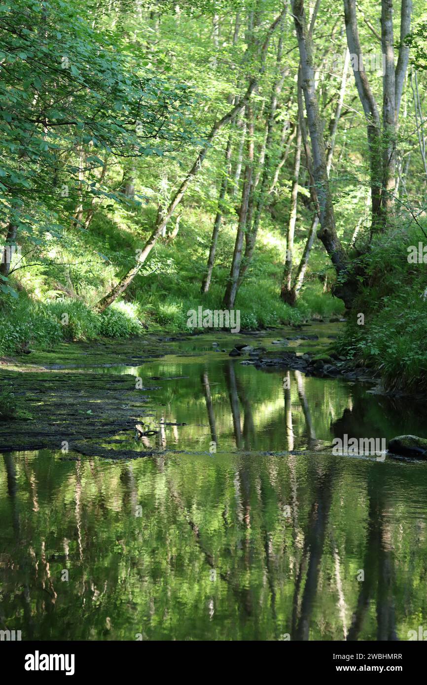 Vista lungo un tranquillo fiume boschivo con un letto roccioso poco profondo, con riflessi verdi nell'acqua morta Foto Stock