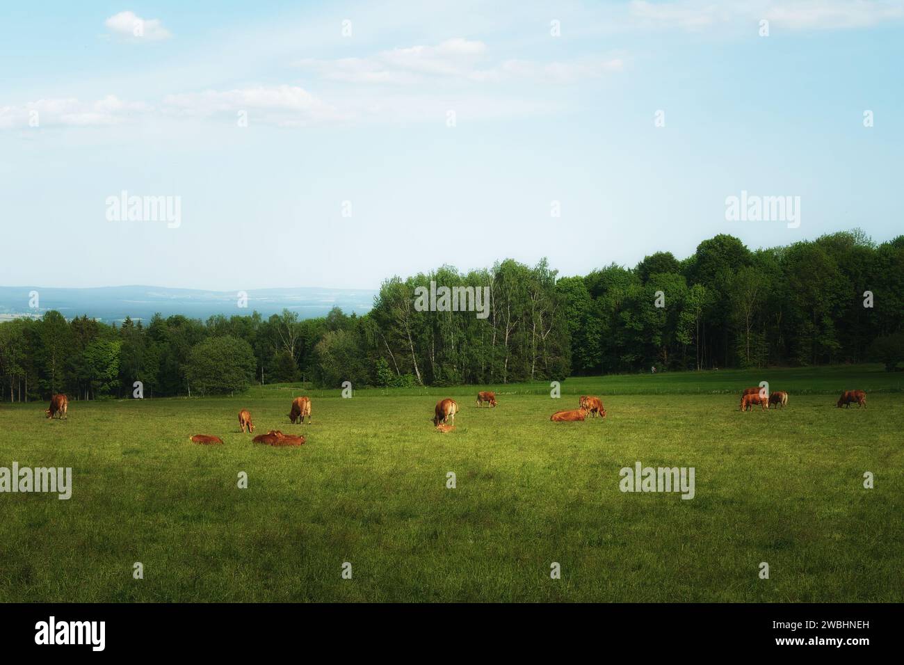 Mucche nel pascolo con la foresta sullo sfondo Foto Stock