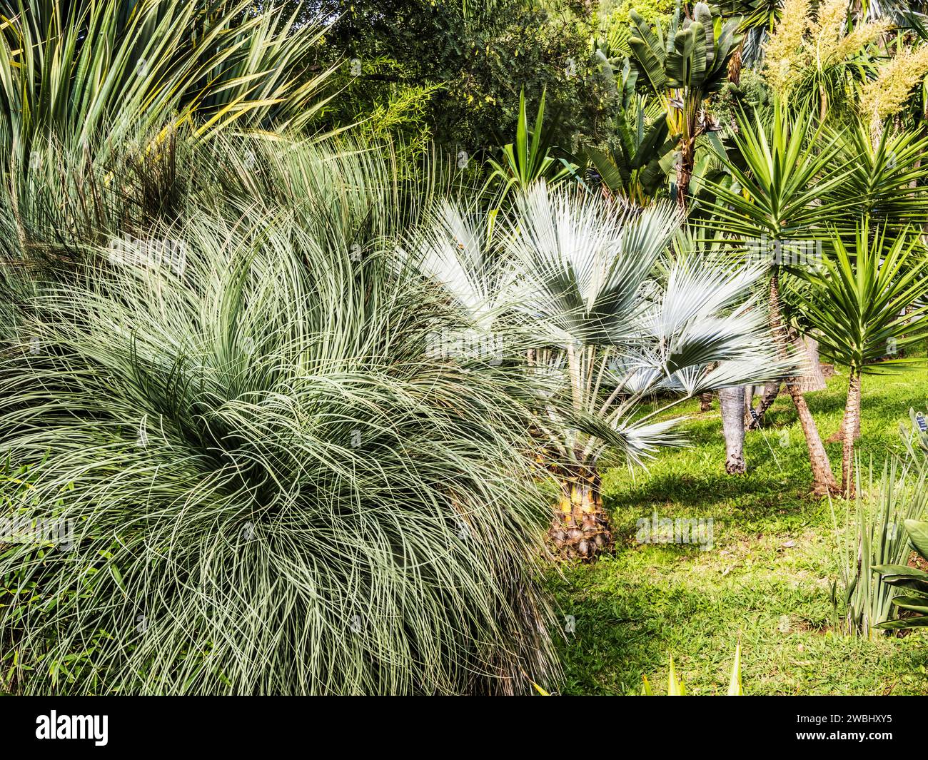 Cicladi e palme nel Giardino Botanico sul Monte a Funchal, Madeira. Foto Stock