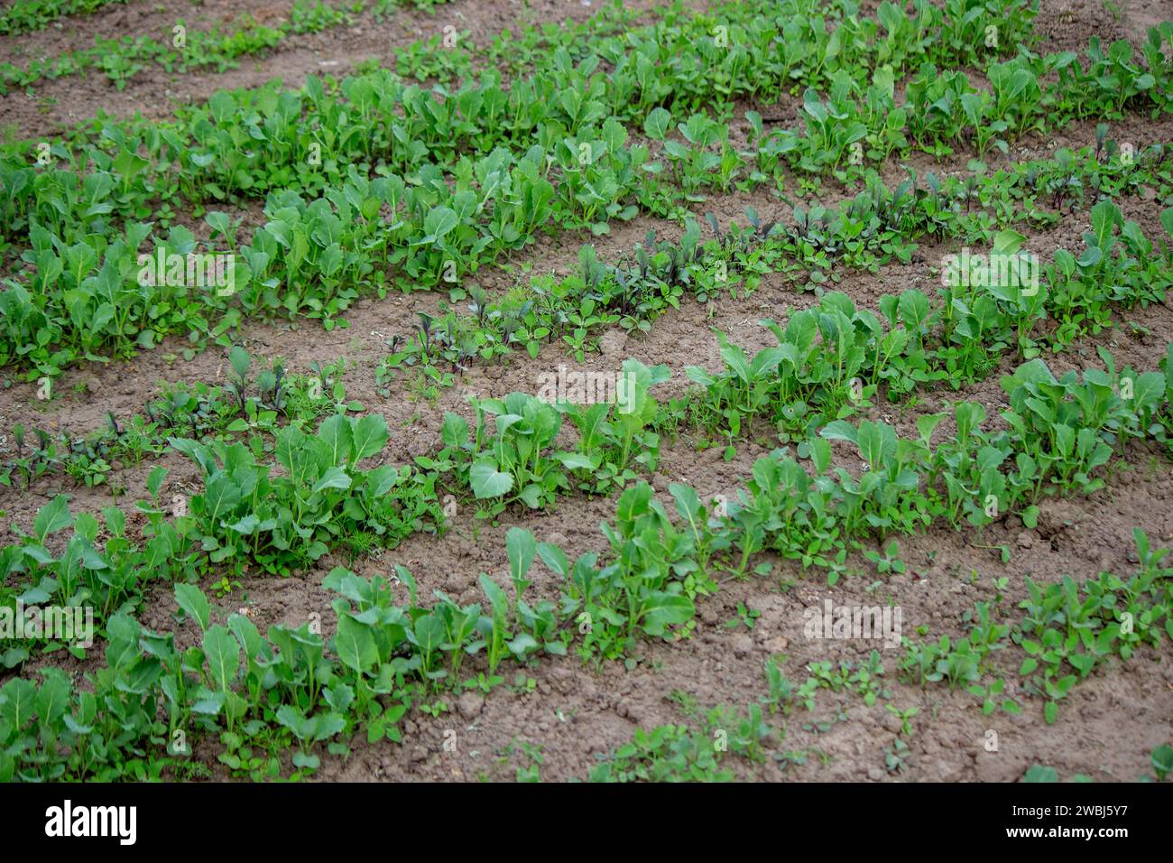 Giovani piantine nel terreno per la riproduzione. Piantine di piante. Foto Stock