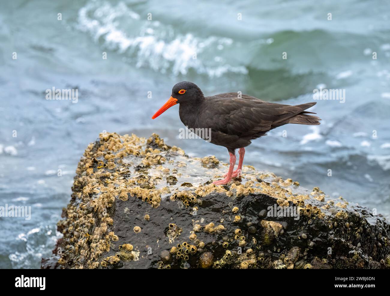 Il Sooty Oystercatcher (Haematopus fuliginosus) shorebird nero con un lungo becco arancione-rosso, occhi rossi e zampe rosso-rosa robuste. Foto Stock
